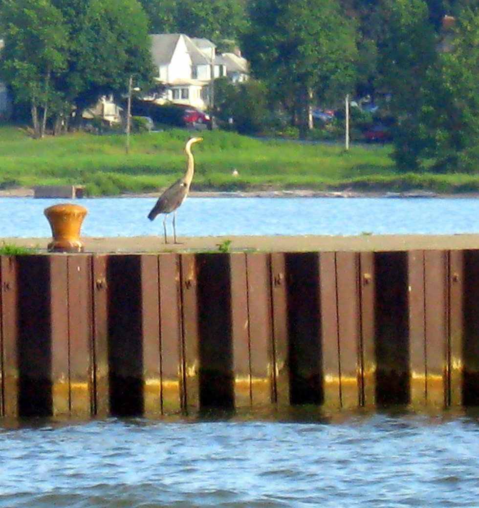 Bird watching from the pier at Summerville. [PHOTO: Diana Beideman]