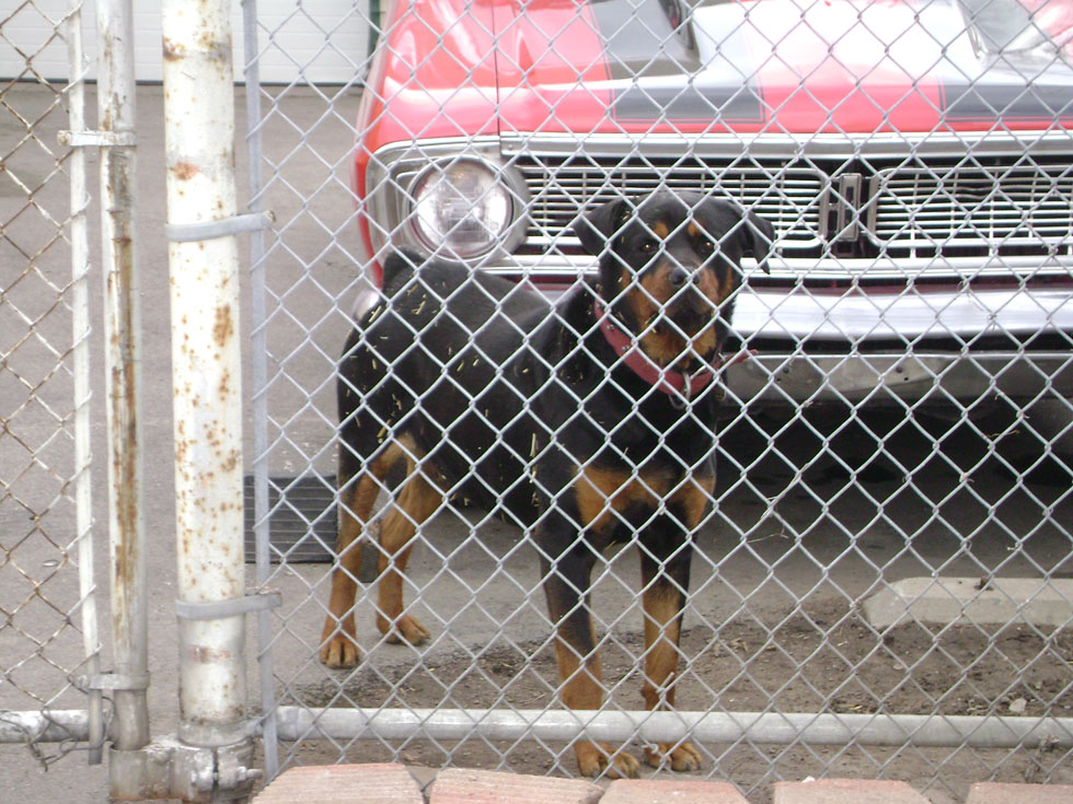 junkyard guard dog