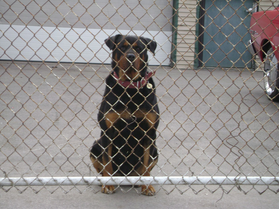 junkyard guard dog