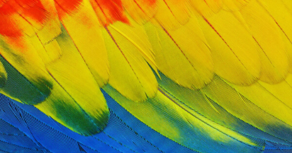 parrot